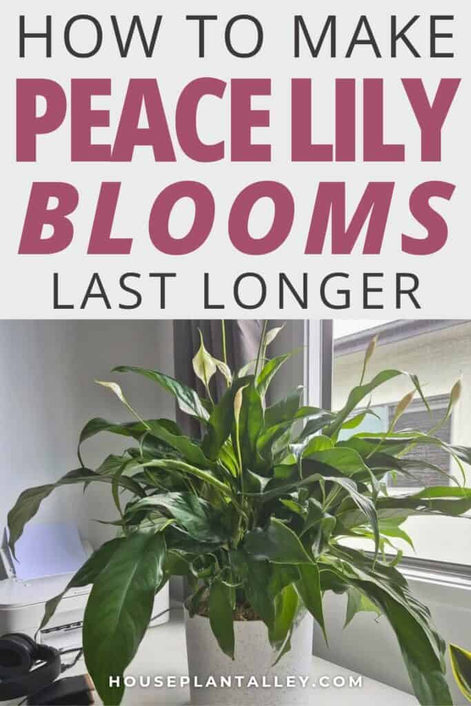 0265a How Long Does a Peace Lily Bloom Peace Lily Flower Care Explained 1