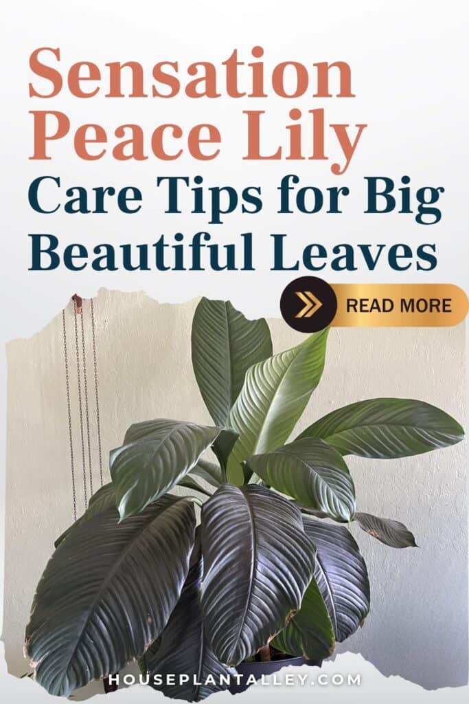 0266a Sensation Peace Lily Care Guide Tips for Giant Peace Lily Plant Indoors 1