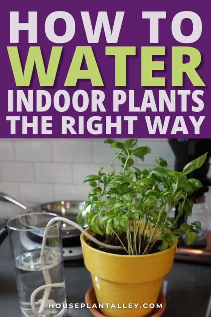 1270 Water Plants Indoor the Right Way—Hydration Tips for Healthy Houseplants