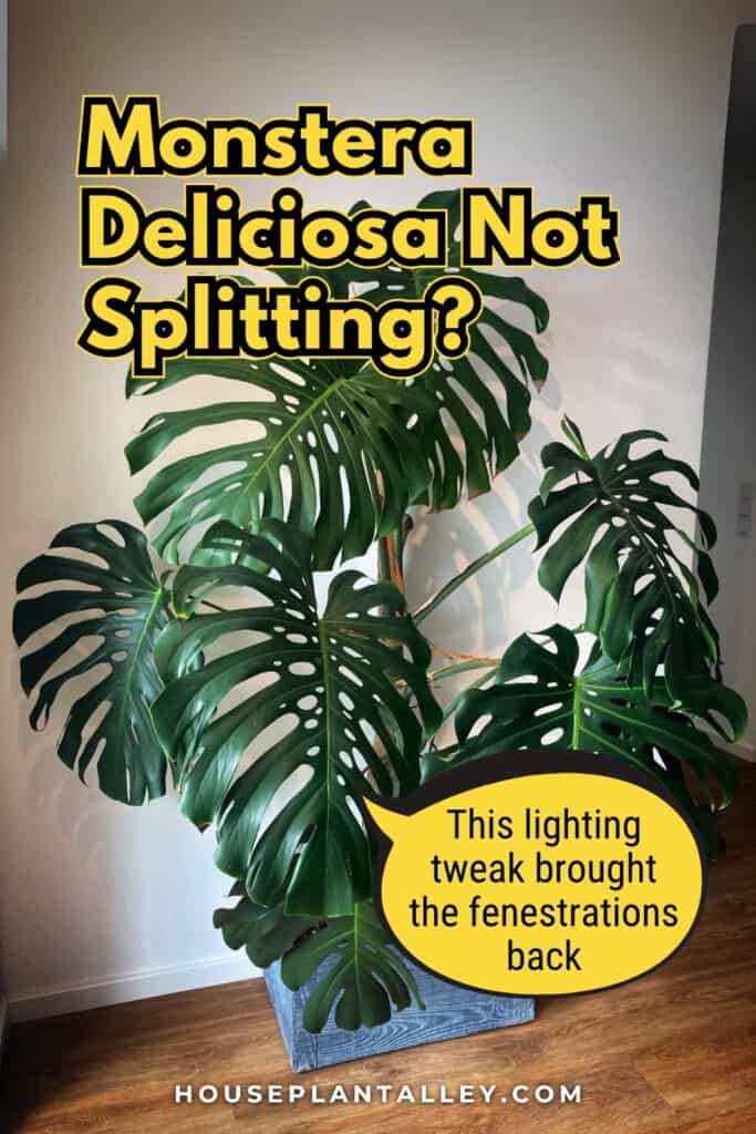 1275 Monstera Deliciosa Lighting Guide Easy Tips for Light Loving Indoor Monstera Plants 1