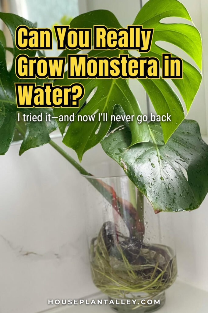 1281a How to Grow Monstera in Water Hydroponic Monstera Deliciosa Propagation Tips