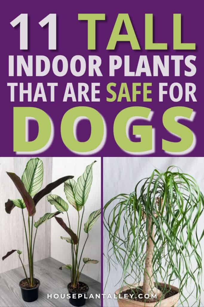 1282b Tall House Plants Indoor That Are Dog Friendly—Plus Ones to Skip