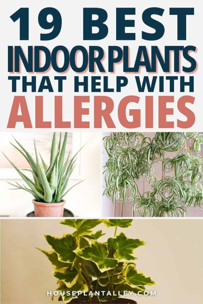 1283 Allergy Friendly Indoor Plants That Keep Your Air Clean Stylish