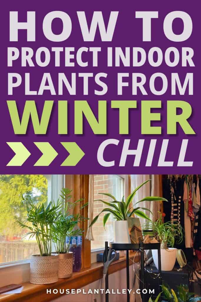 1284a Keep Indoor Plants Warm During Winter—Tips for Tropical Houseplants 1