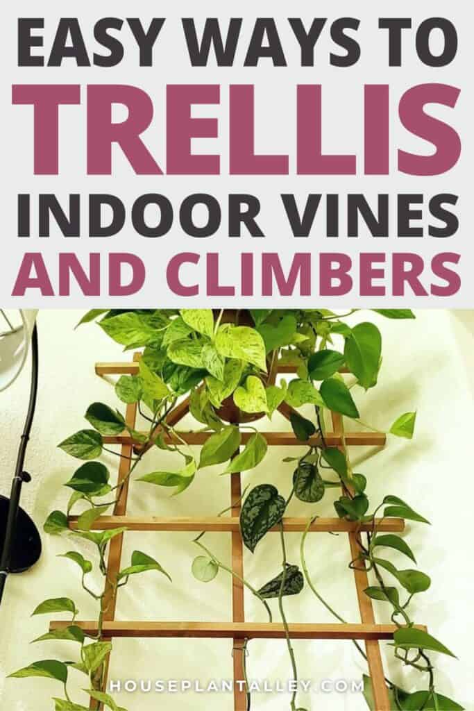 1298a Train Climbing Plants Indoor—Trellis Ideas Plant Styling Tips