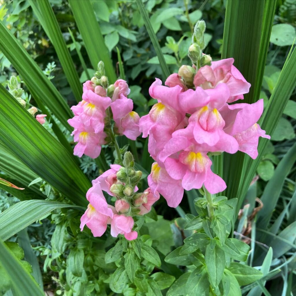 Antirrhinum majus