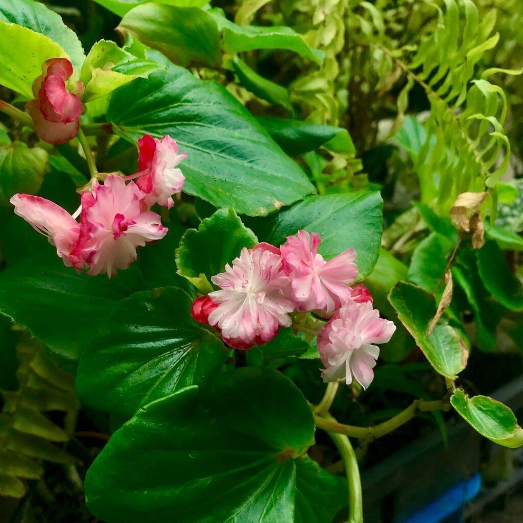 Begonia