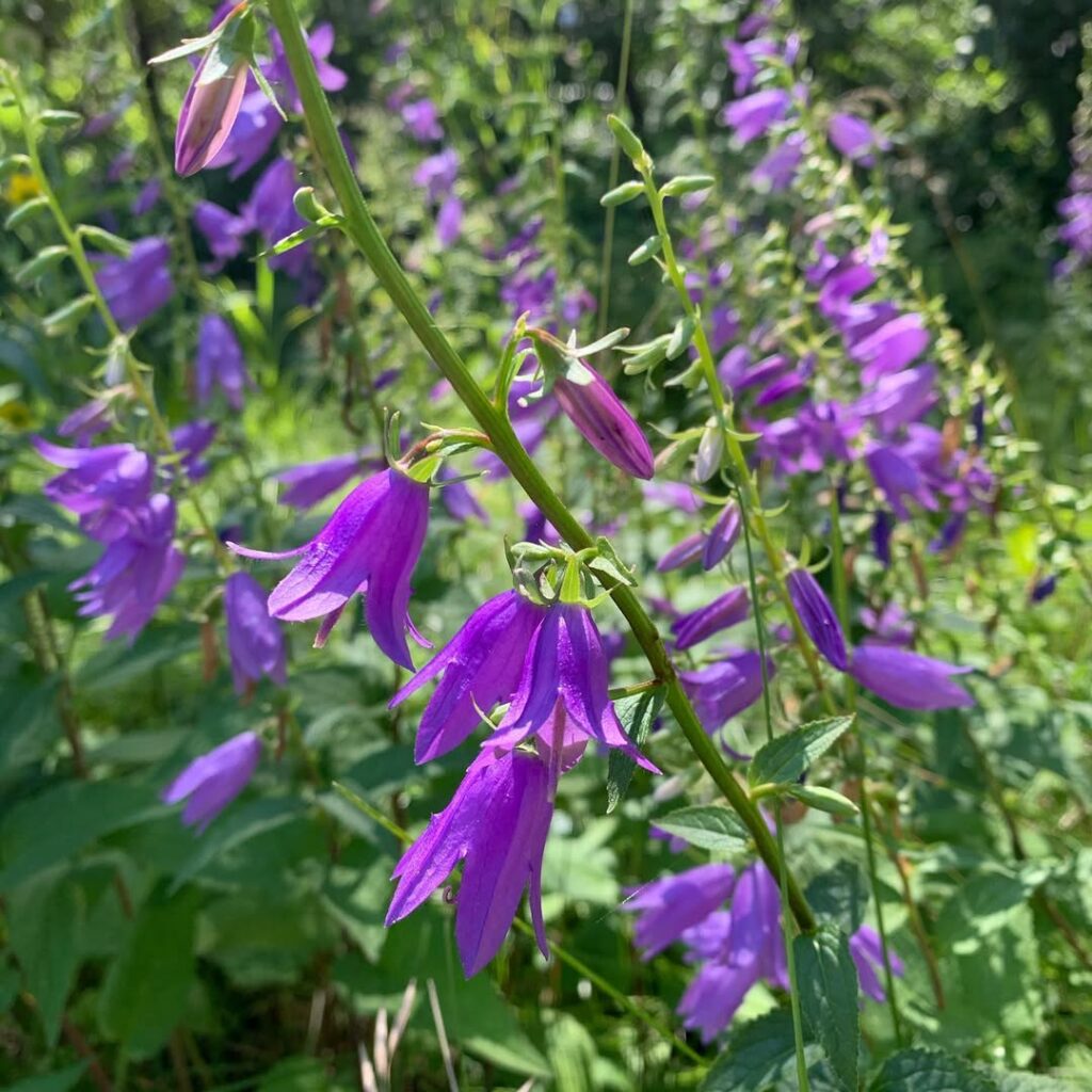 Campanula rapunculoides