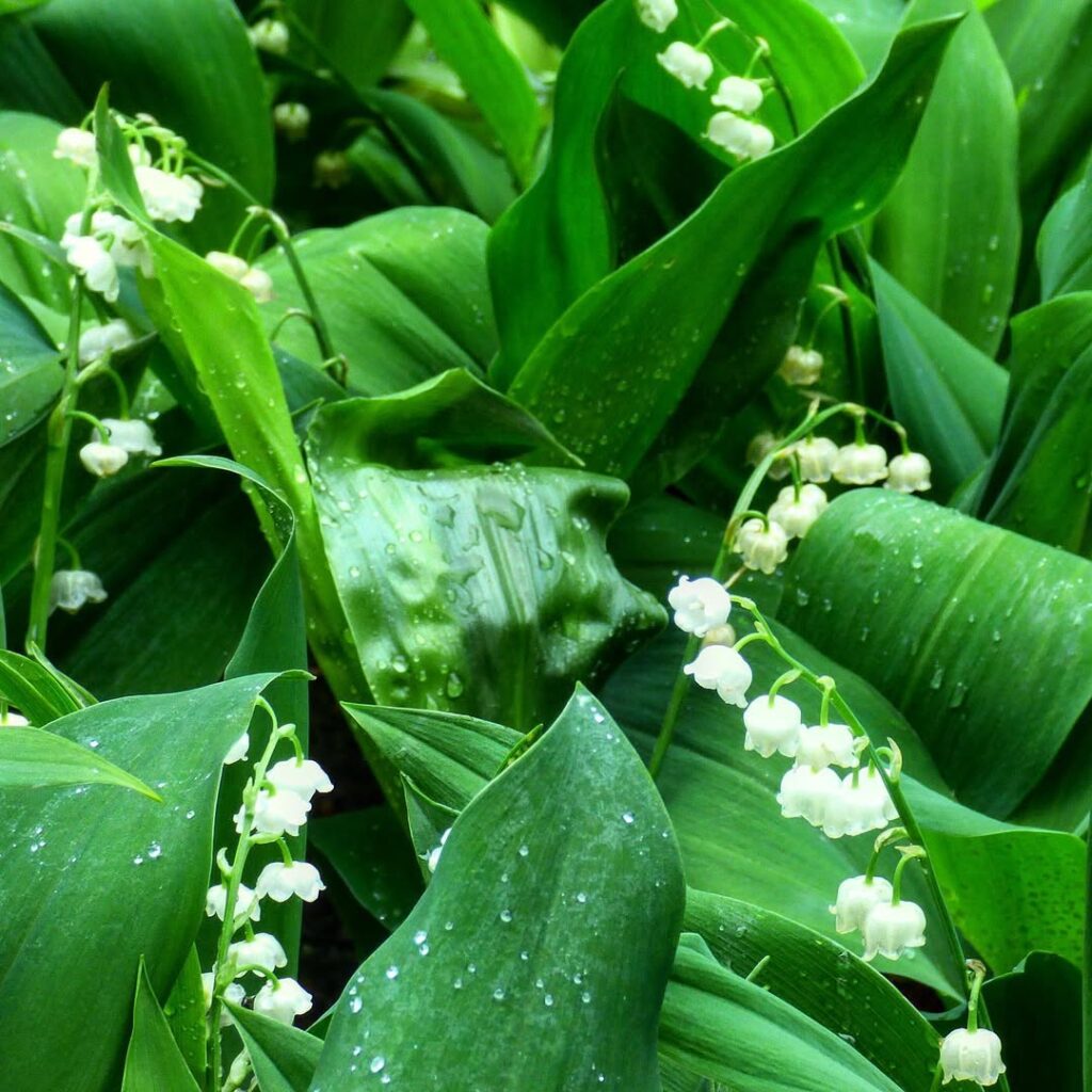 Convallaria majalis