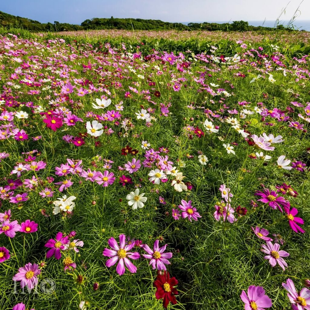 Cosmos bipinnatus