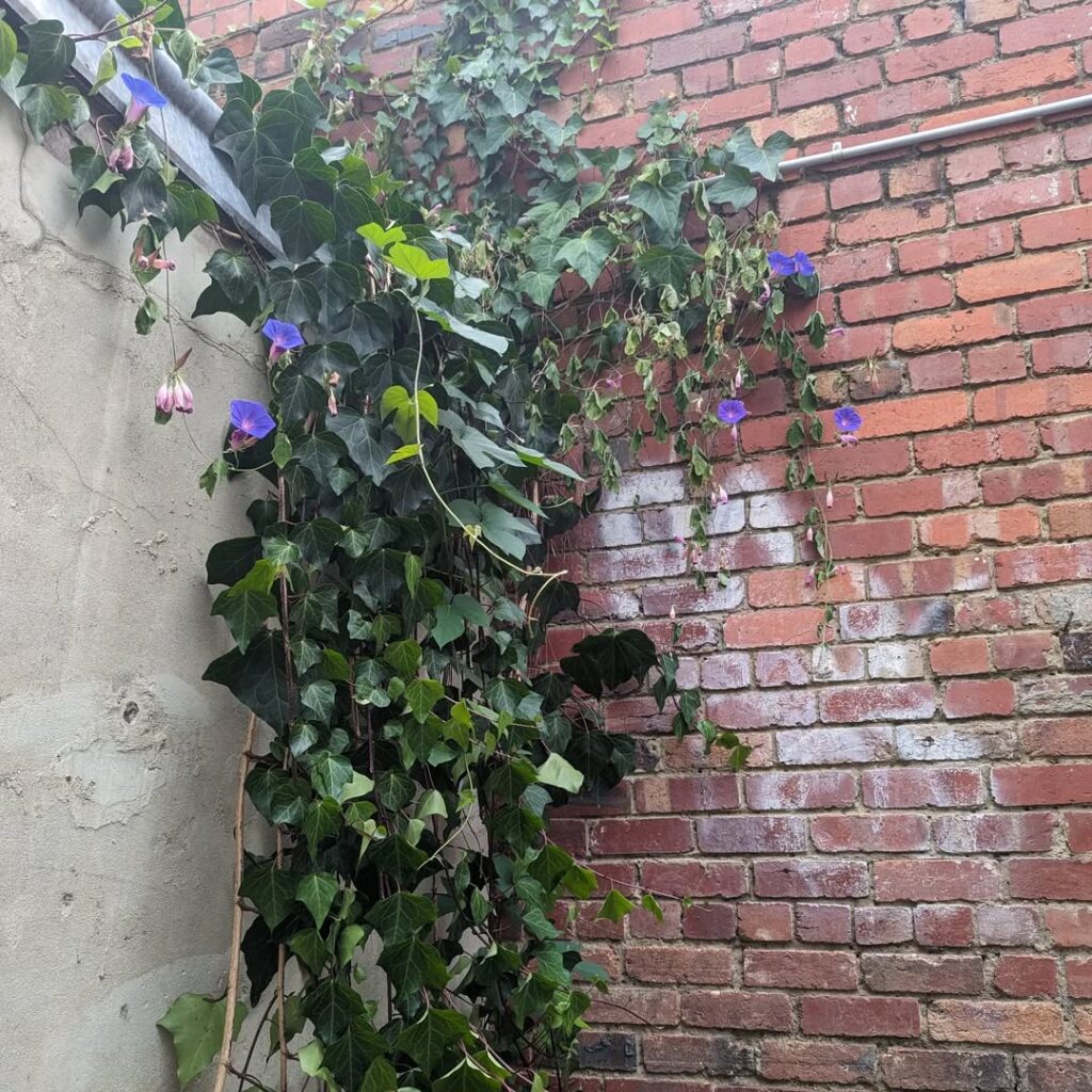 Hedera helix