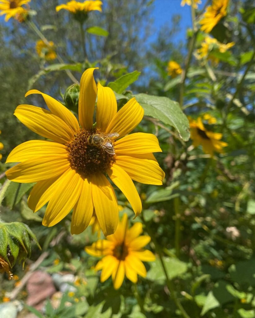 Helianthus annuus