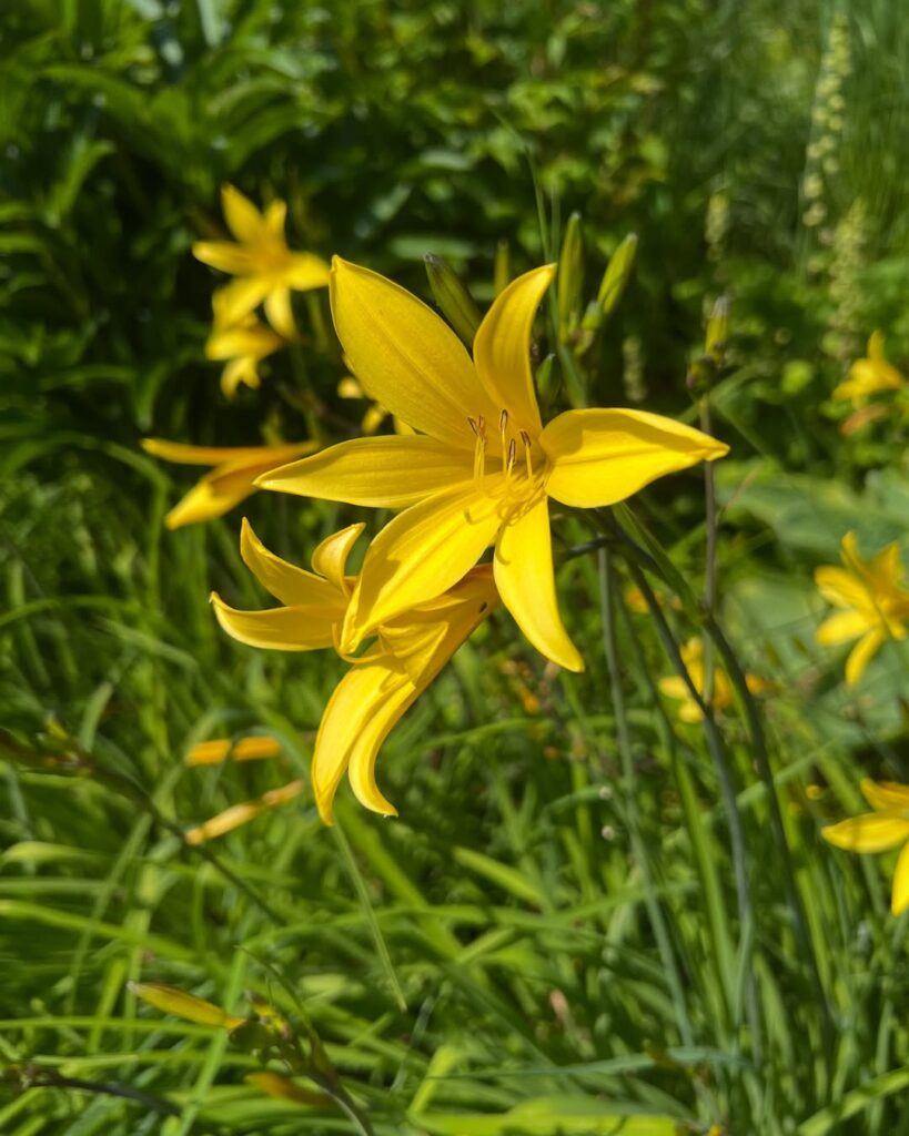 Hemerocallis