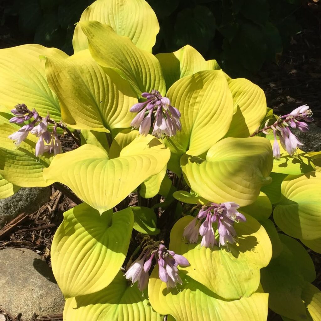Hosta