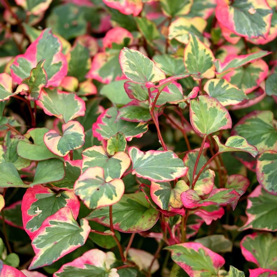 Houttuynia cordata