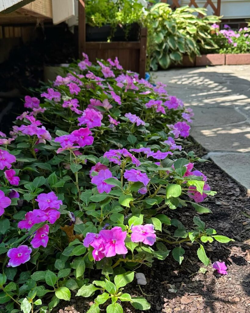 Impatiens