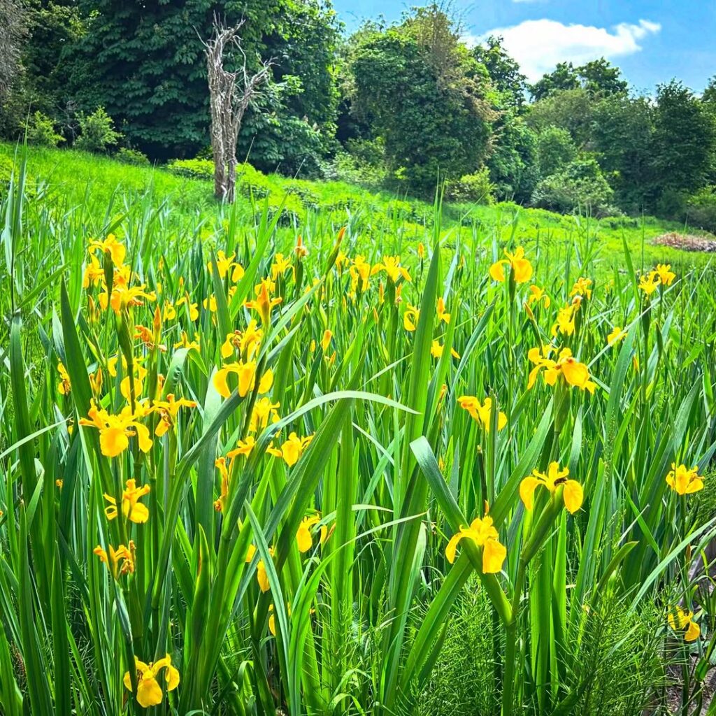 Iris pseudacorus