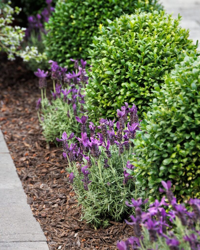 Lavandula