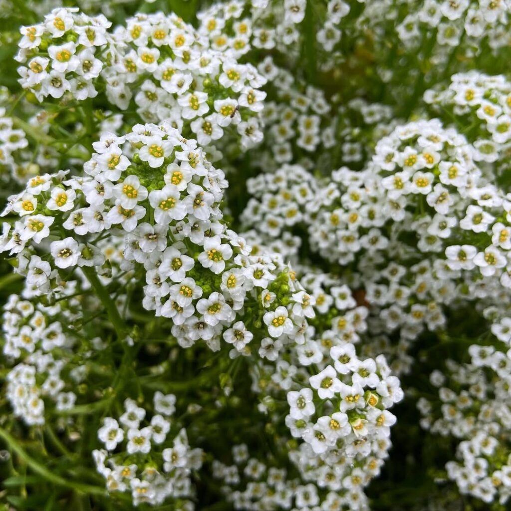 Lobularia maritima