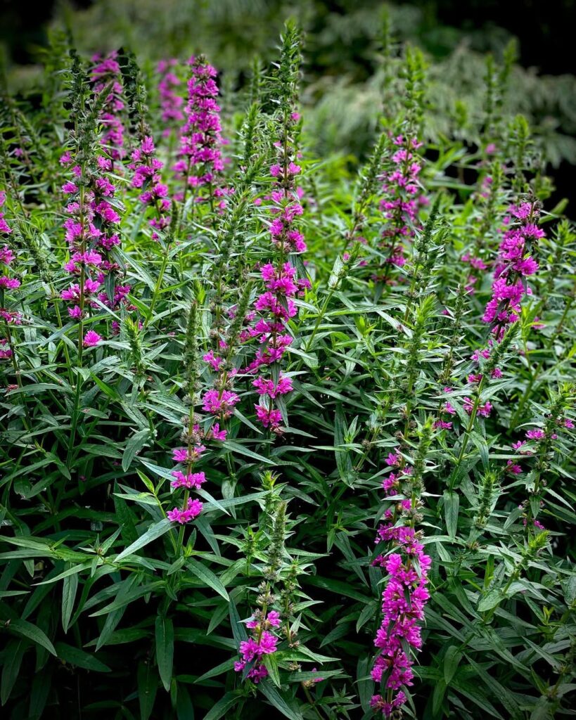 Lythrum salicaria