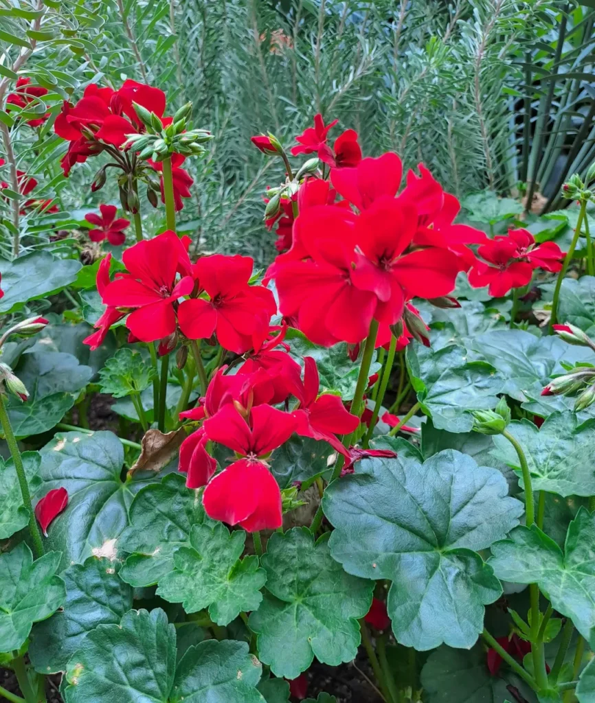 Pelargonium