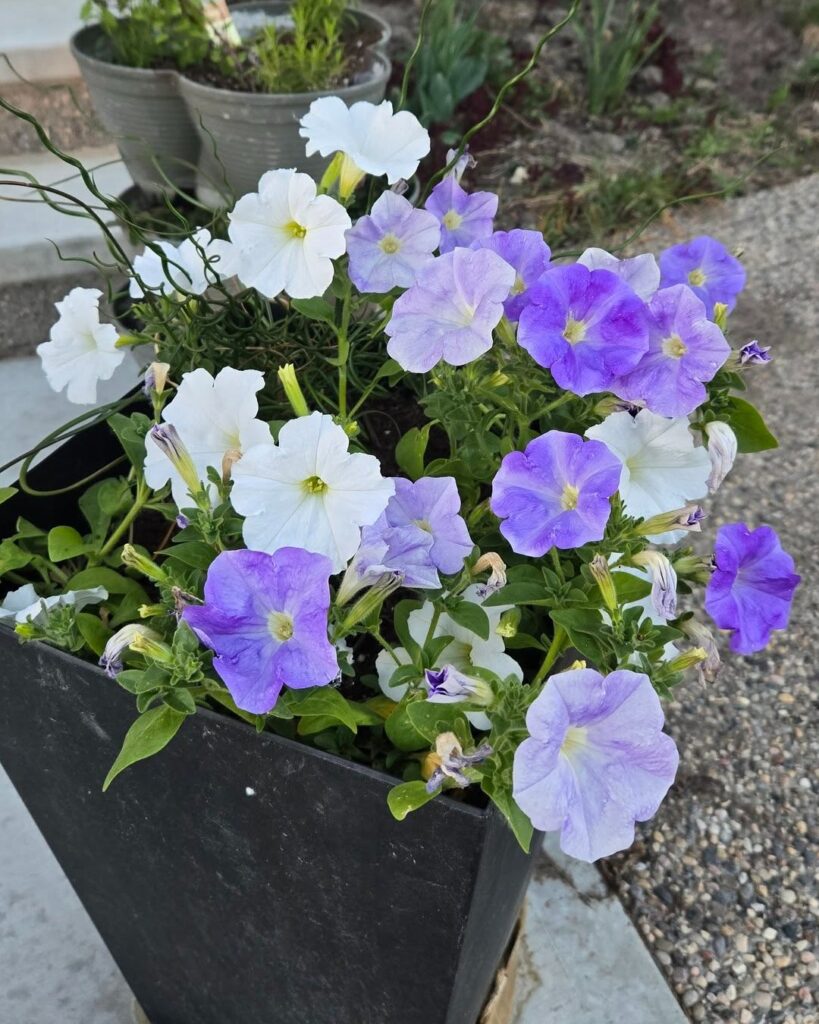 Petunia