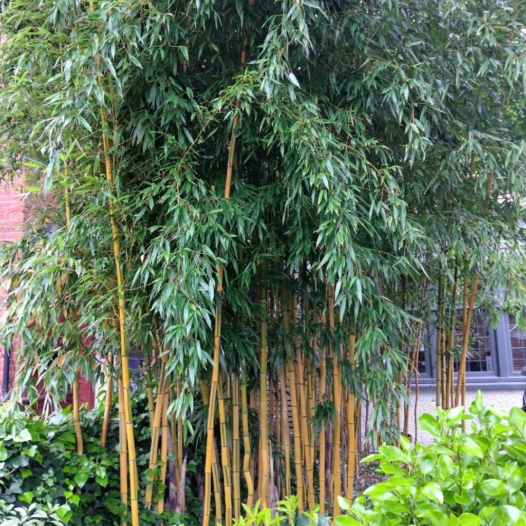 Phyllostachys