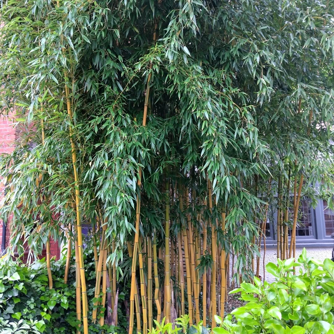 9 Invasive Perennials That Will Take Over Your Garden | Houseplant Alley