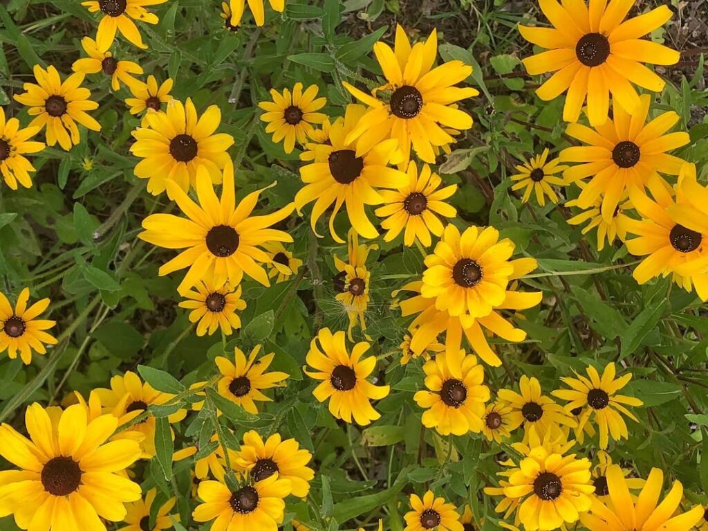 Rudbeckia hirta