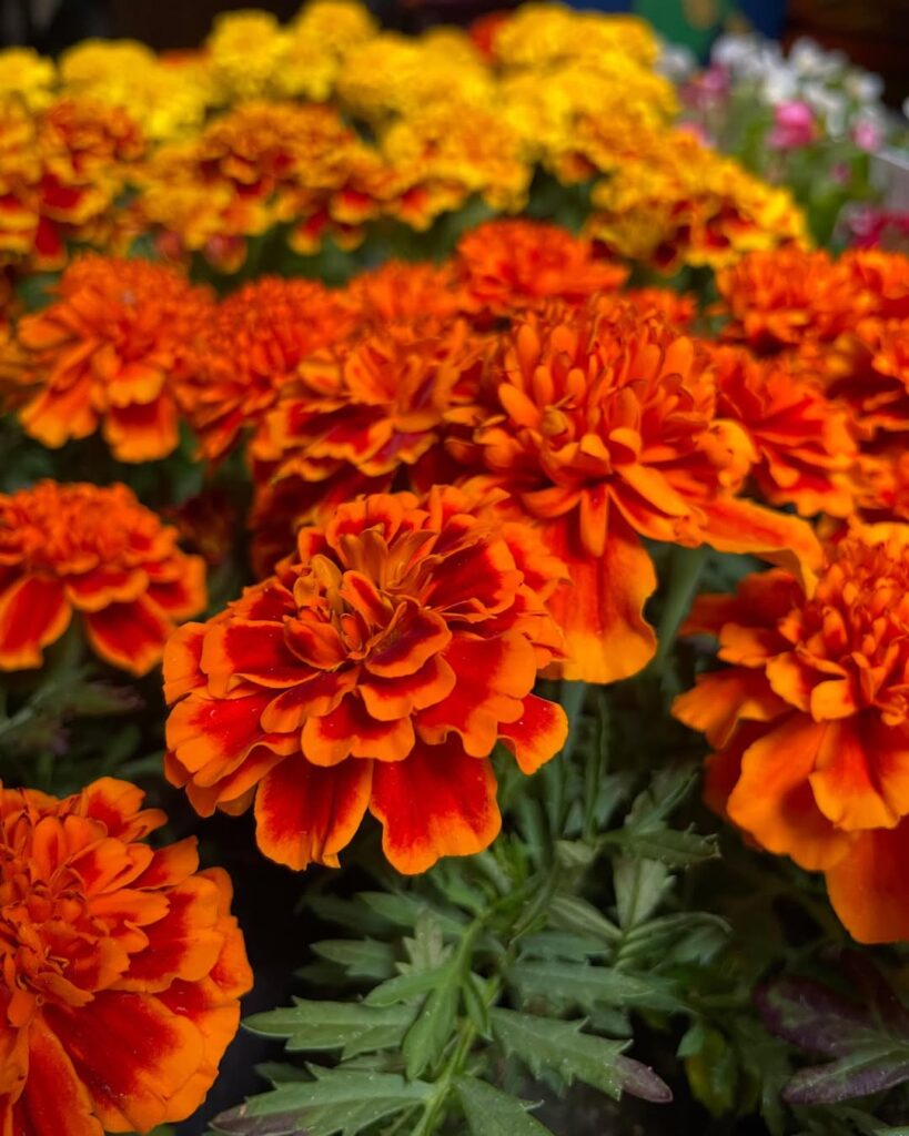 Tagetes