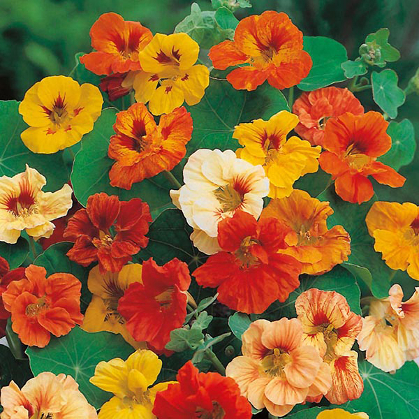 Tropaeolum majus
