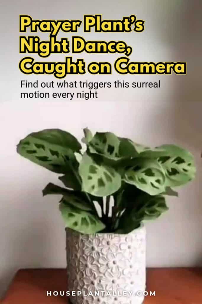 Why Do Prayer Plants Close At Night