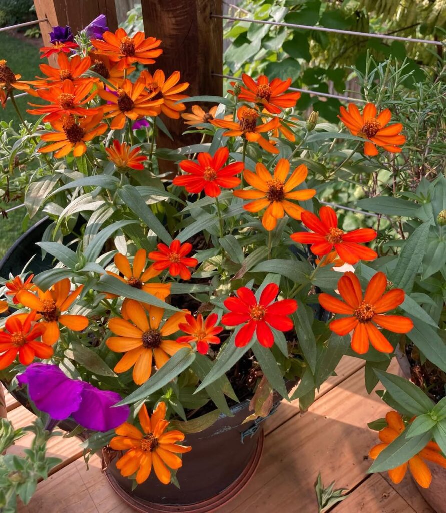 Zinnia elegans