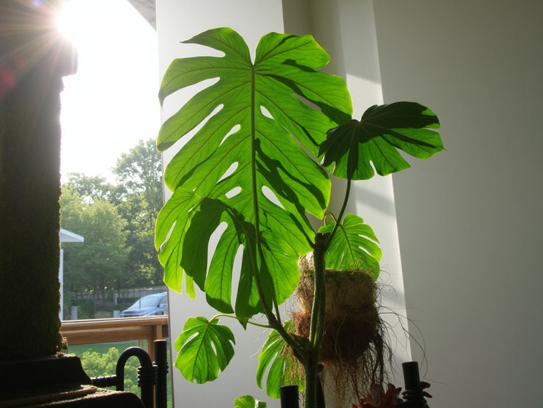 accelerating monstera growth rate