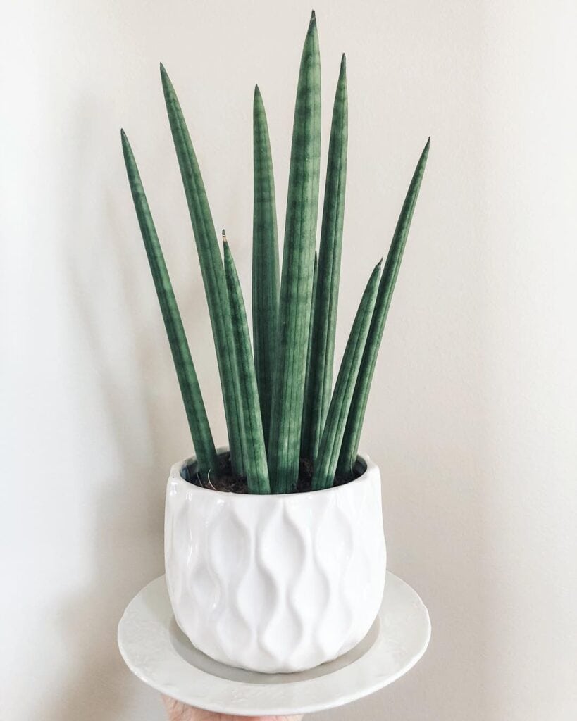 african spear plant