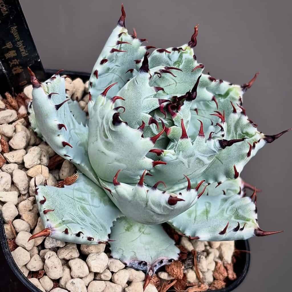 agave