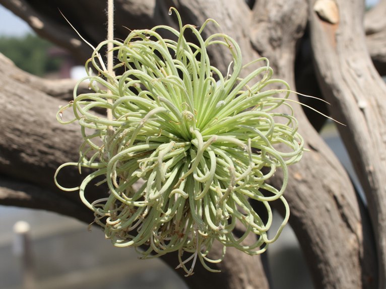air plants lifespan secrets