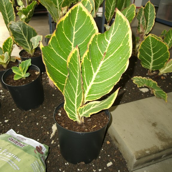 avoid overfertilizing tropical plants