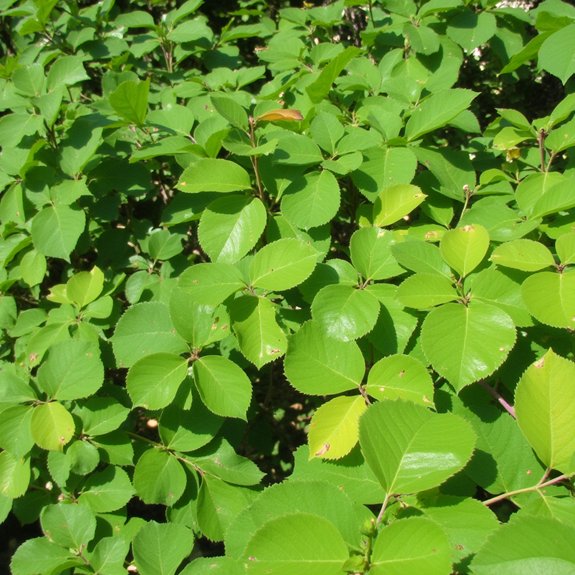 black spot fungal disease