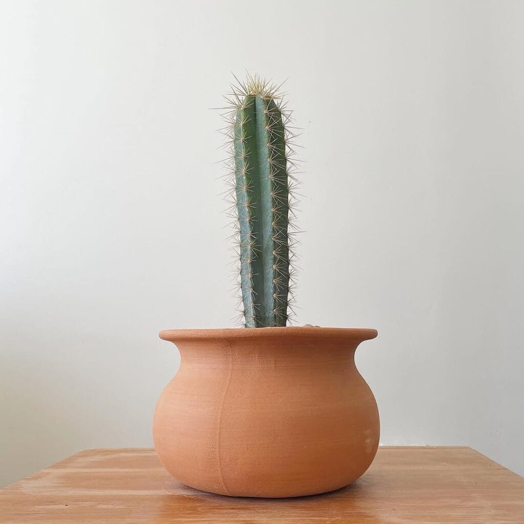 blue torch cactus