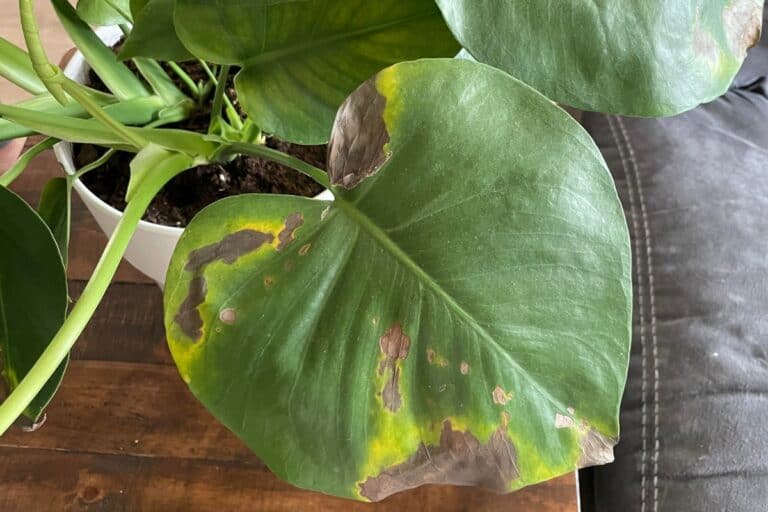 Uncovering the Mystery of Monstera Brown Spots