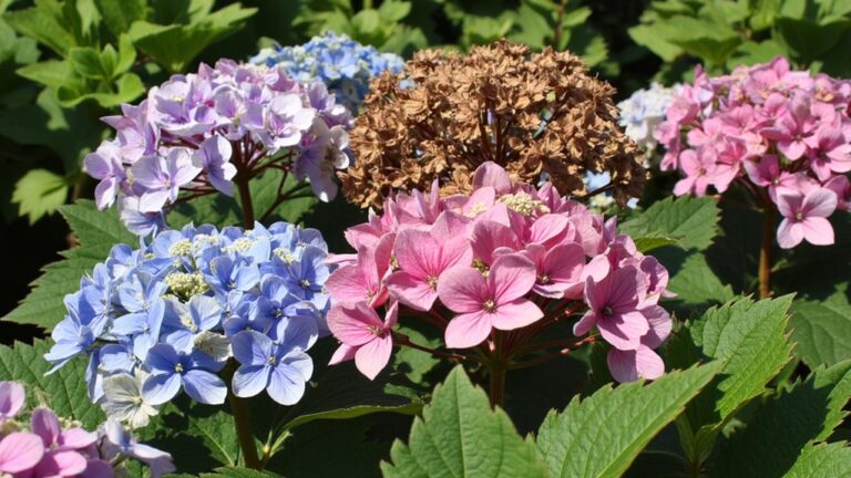browning hydrangea bloom mystery