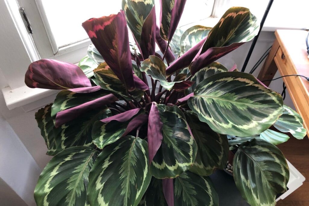 calathea leaves curling