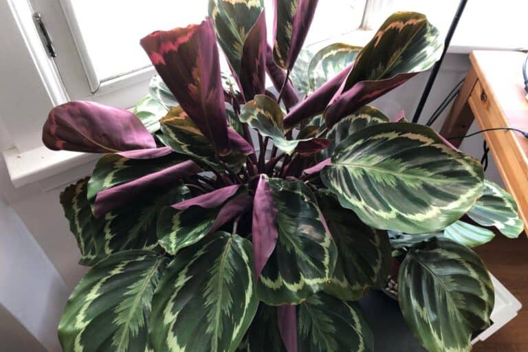 Calathea Leaves Curling? Here’s What They’re Telling You