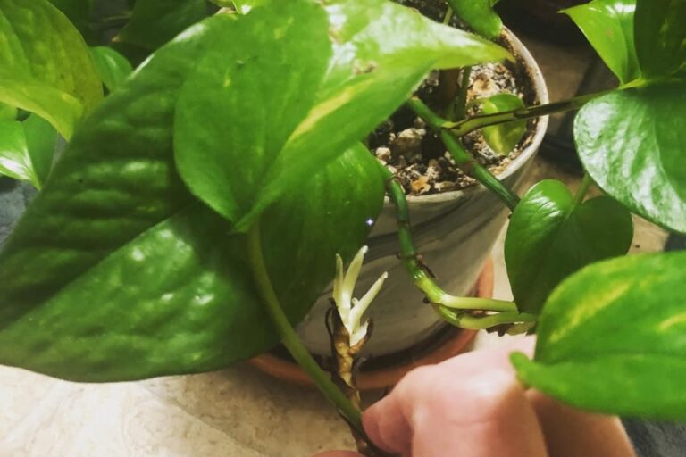 Unveiling the Secrets of Pothos Blooms