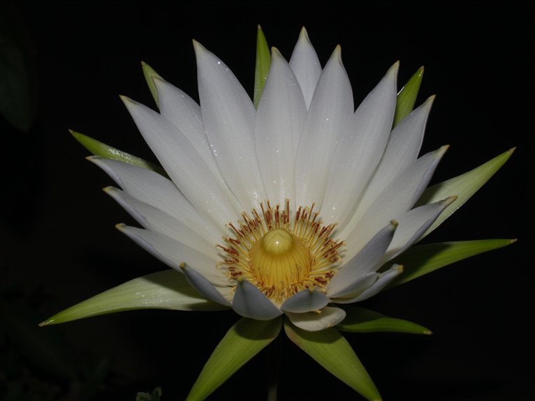 care for midnight blooms