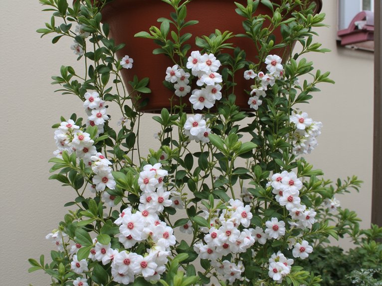 caring for hoya bella