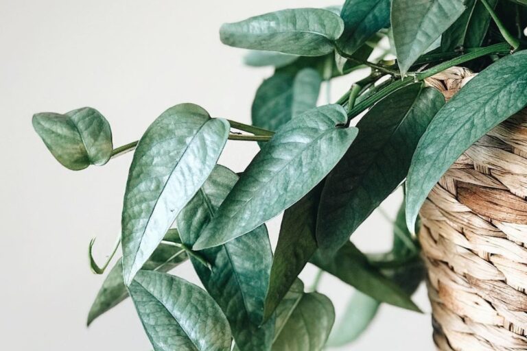 Mastering Cebu Blue Pothos Care Today