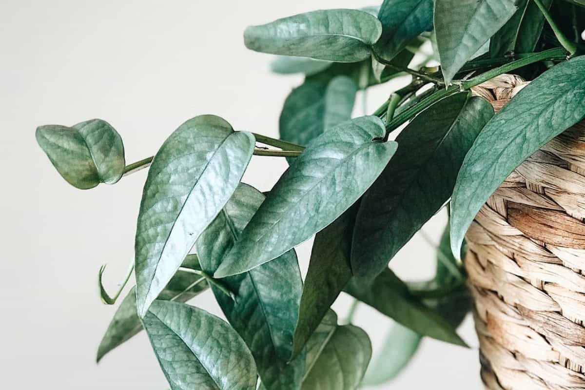 Mastering Cebu Blue Pothos Care Today | Houseplant Alley