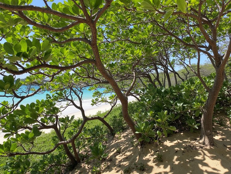 coastal resilience through seagrapes